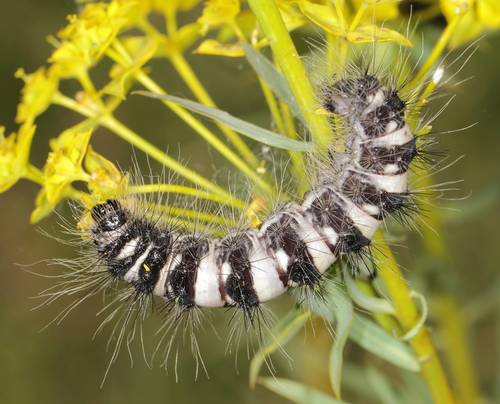 Acronicta dentinosa