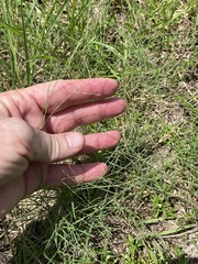 Schedonnardus paniculatus