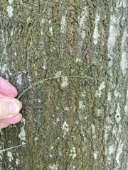 Schedonnardus paniculatus