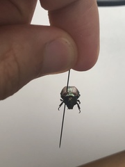 Popillia japonica
