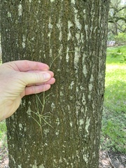 Schedonnardus paniculatus