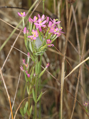 Zeltnera muehlenbergii