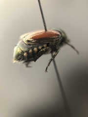 Popillia japonica