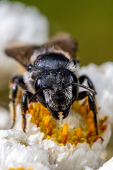 Megachile