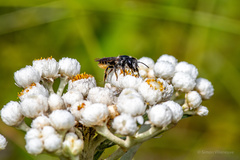 Megachile