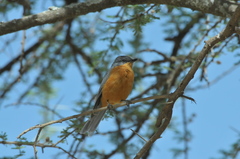 Melaenornis semipartitus