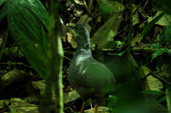 Crypturellus boucardi