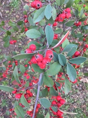 Cotoneaster glaucophyllus