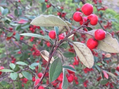 Cotoneaster glaucophyllus