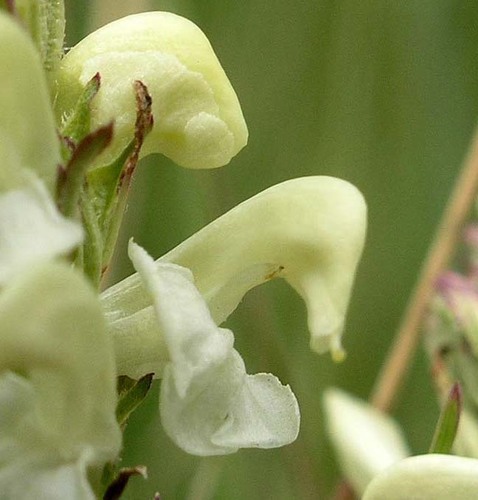 Pedicularis parryi ssp. mogollonica