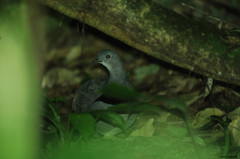 Crypturellus boucardi