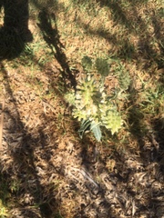 Pterocaulon pycnostachyum