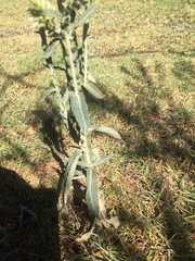 Pterocaulon pycnostachyum