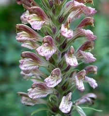 Pedicularis procera