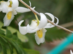 Dendrobium crumenatum