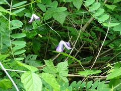Clematis viticella