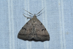 Zanclognatha dentata