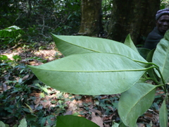Garcinia kola
