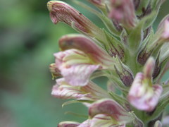 Pedicularis procera