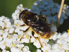 Merodon constans