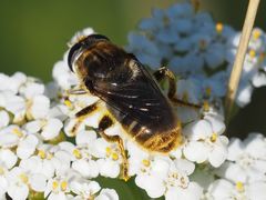 Merodon constans