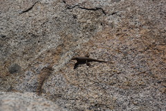 Sceloporus graciosus