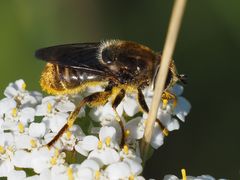 Merodon constans