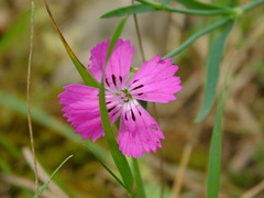 Dianthus pratensis