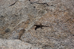 Sceloporus graciosus