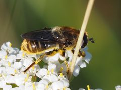 Merodon constans