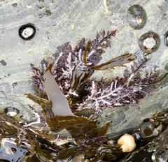 Jellyella tuberculata