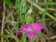 Dianthus pratensis