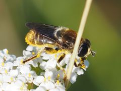 Merodon constans