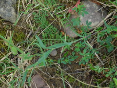 Dianthus pratensis