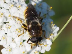 Merodon constans