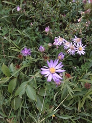 Aster amellus amellus