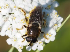 Merodon constans