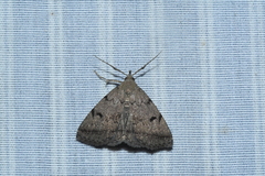 Zanclognatha dentata