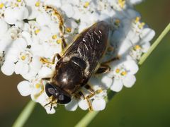 Merodon constans