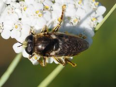 Merodon constans