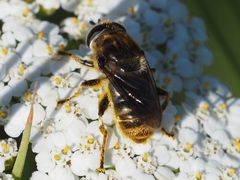 Merodon constans