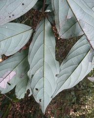 Polyceratocarpus parviflorus