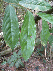 Polyceratocarpus parviflorus