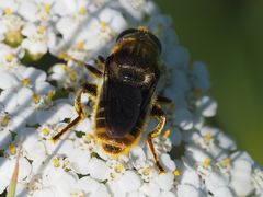 Merodon constans