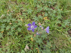 Geranium gymnocaulon