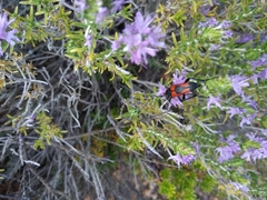 Stictoleptura cordigera