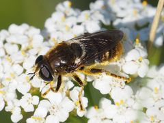 Merodon constans