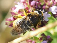 Merodon constans