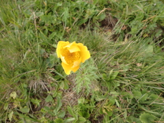 Pulsatilla aurea