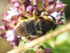 Merodon constans